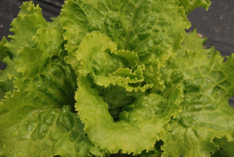 Brilliant, Bataviasalat