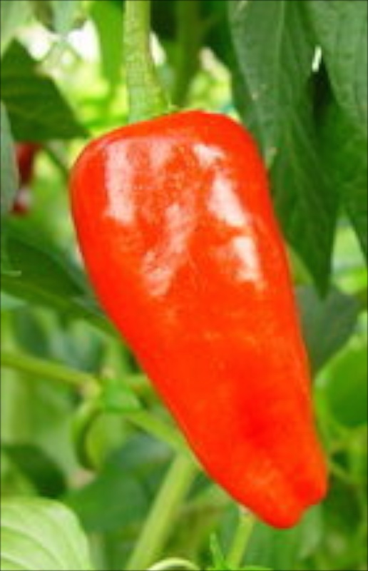Healthy Pepper