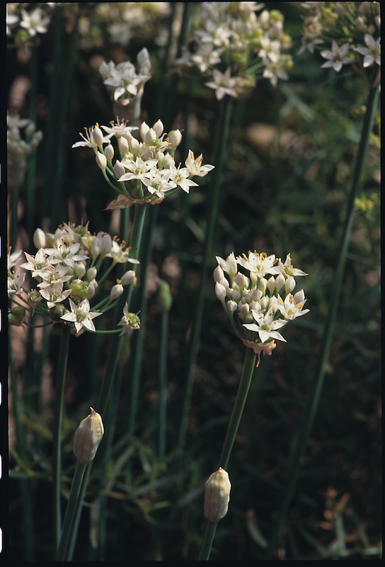 Schnit-Knoblauch-Knolau