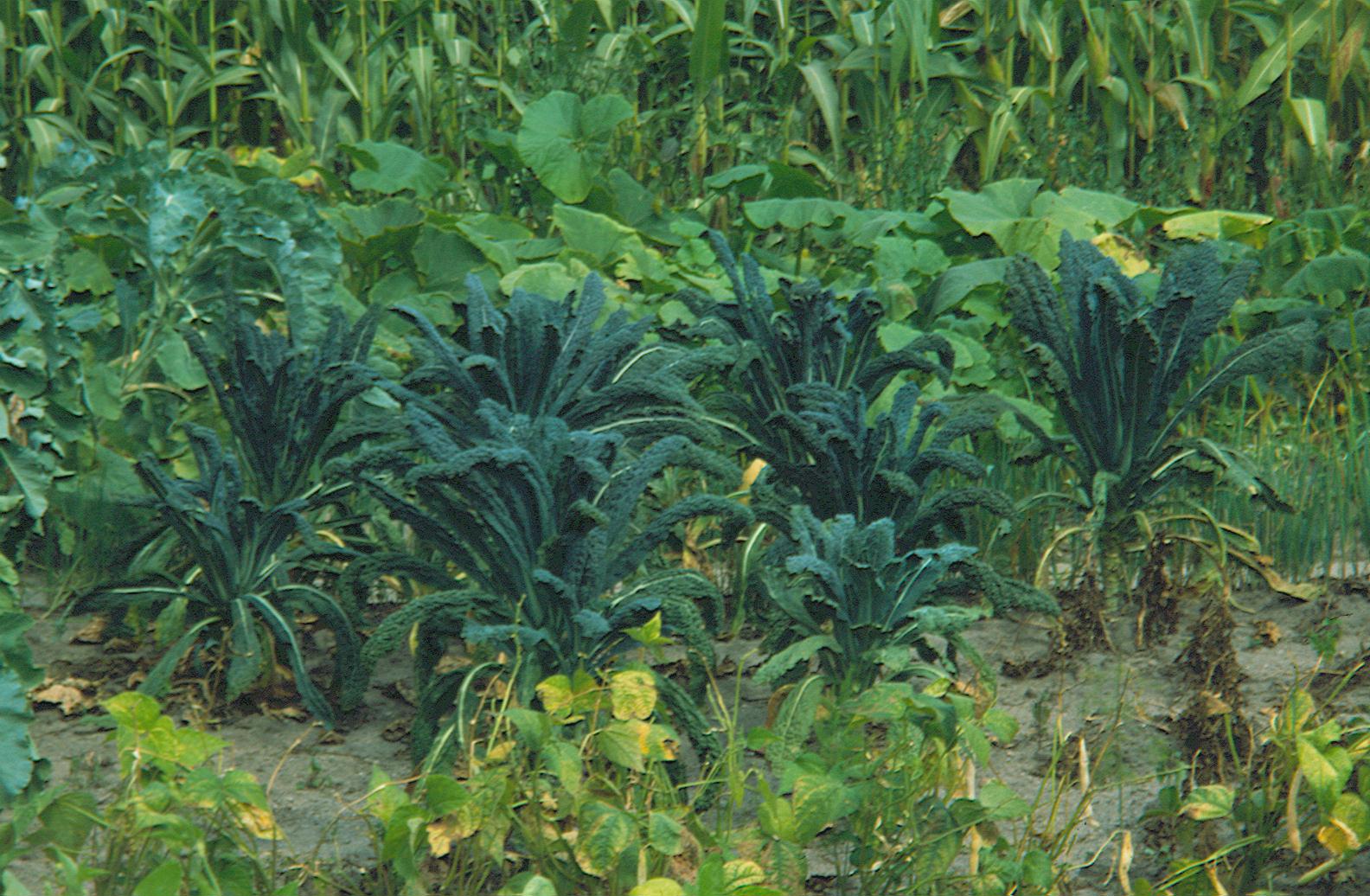 Palmkohl Nero di Toskana