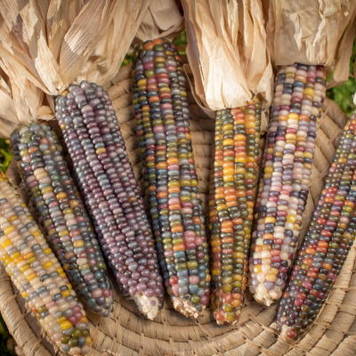 Popcornmais Glass Gem (Zea mays)