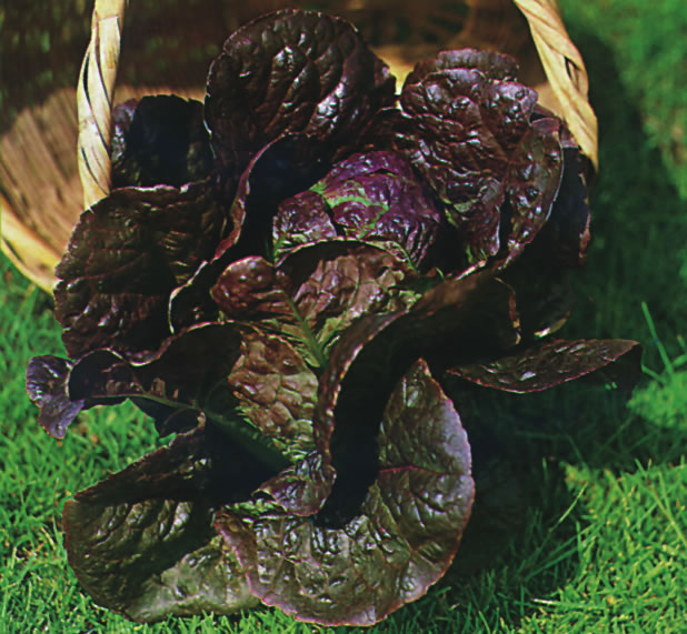 Little Leprechaun Römersalat