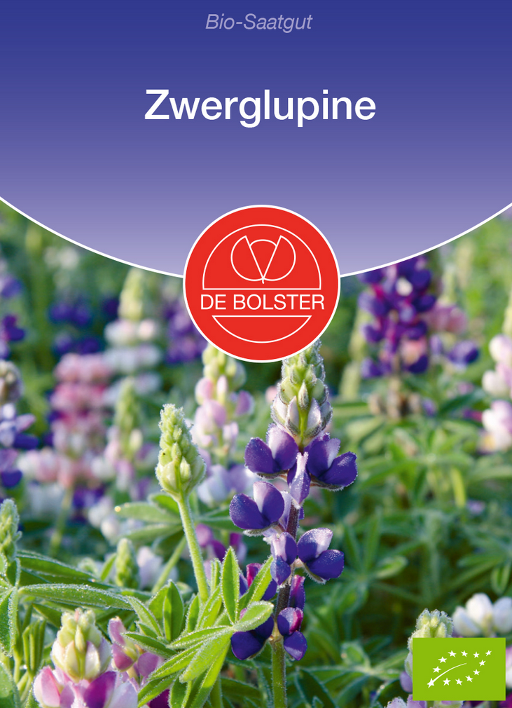 Duftende Zwerglupine