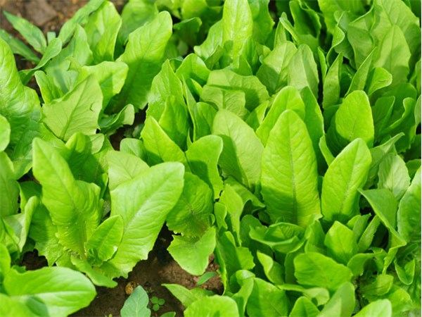 Amish Deer Tongue, Pflück-/Schnittsalat