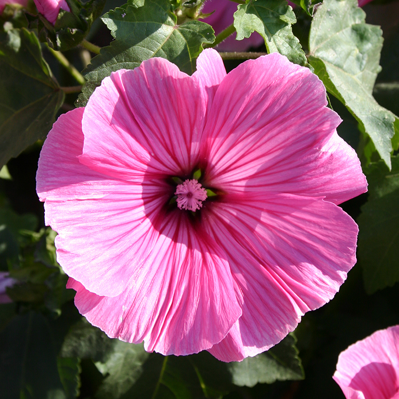 'Lavatera trimestris', Malve