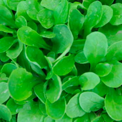 Verte á Coeur Plein, Feldsalat