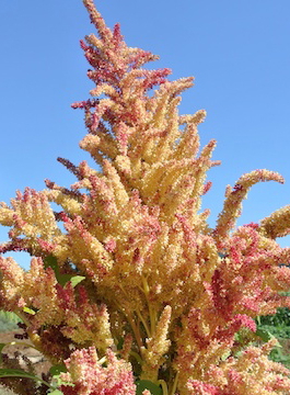 Rio San Lorenzo (Pop Amaranth)
