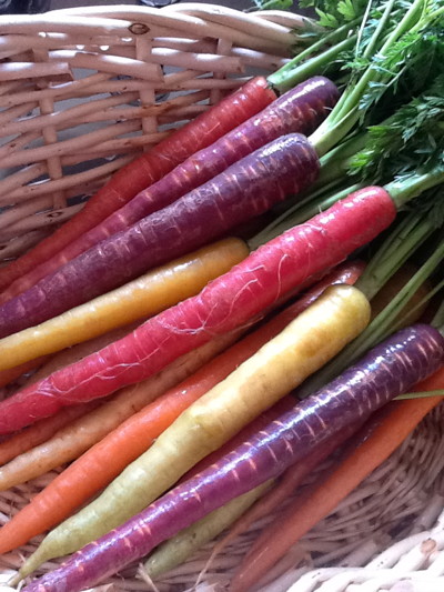 Karotten Regenbogen-Mischung, "Carottes Arc En Ciel“
