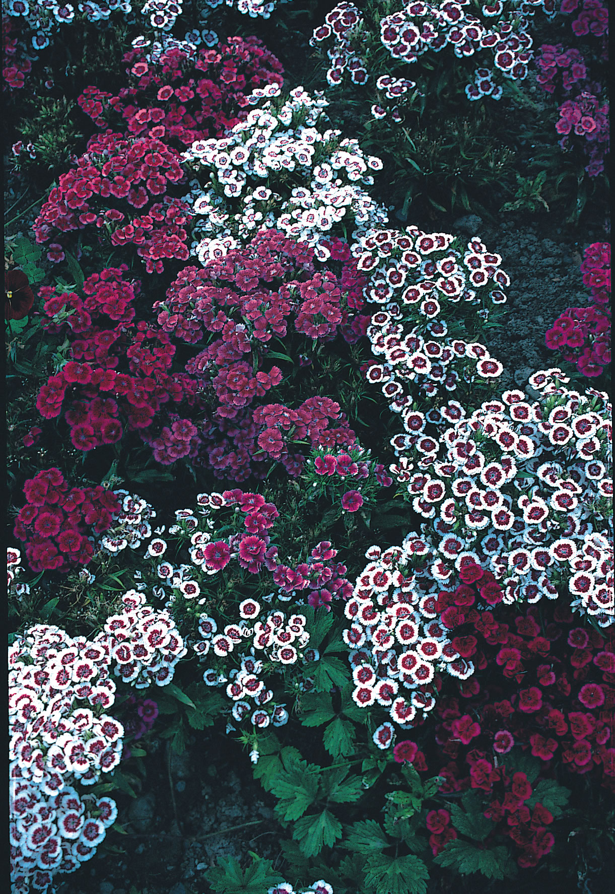 Dianthus barbatus 'Bartnelke'