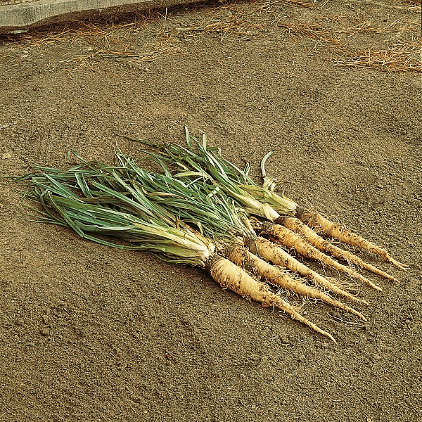 Haferwurzel, Weißwurzel