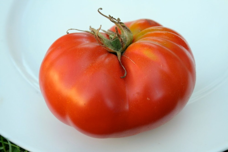 Brandywine Off The Vine (Fleischtomate)