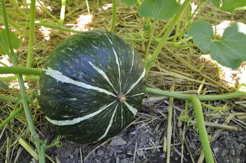 Hokkaido, grün, Lagerkürbis