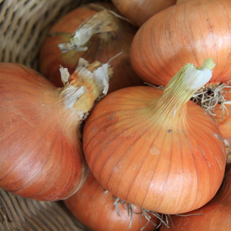 'Stuttgarter' Riesenzwiebel