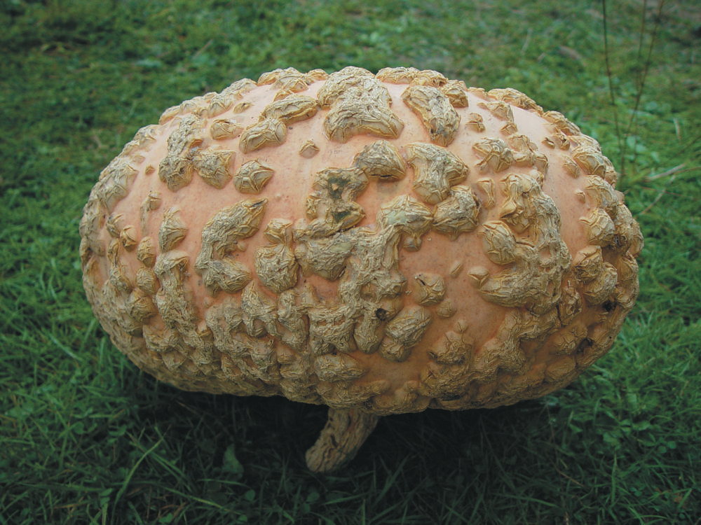 Giraumon Galeux d´Eysine, Lagerkürbis