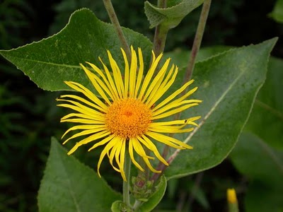 Alant, echter (Inula helenium)