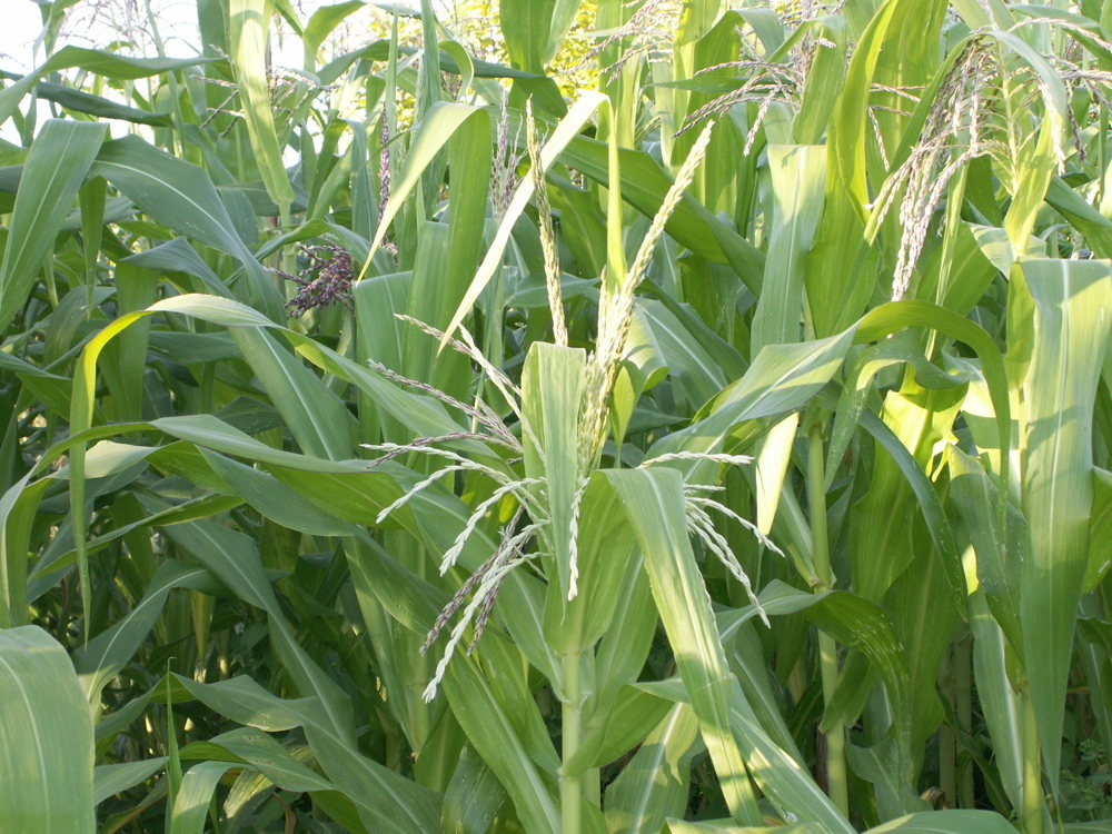 Stowell´s, Zuckermais