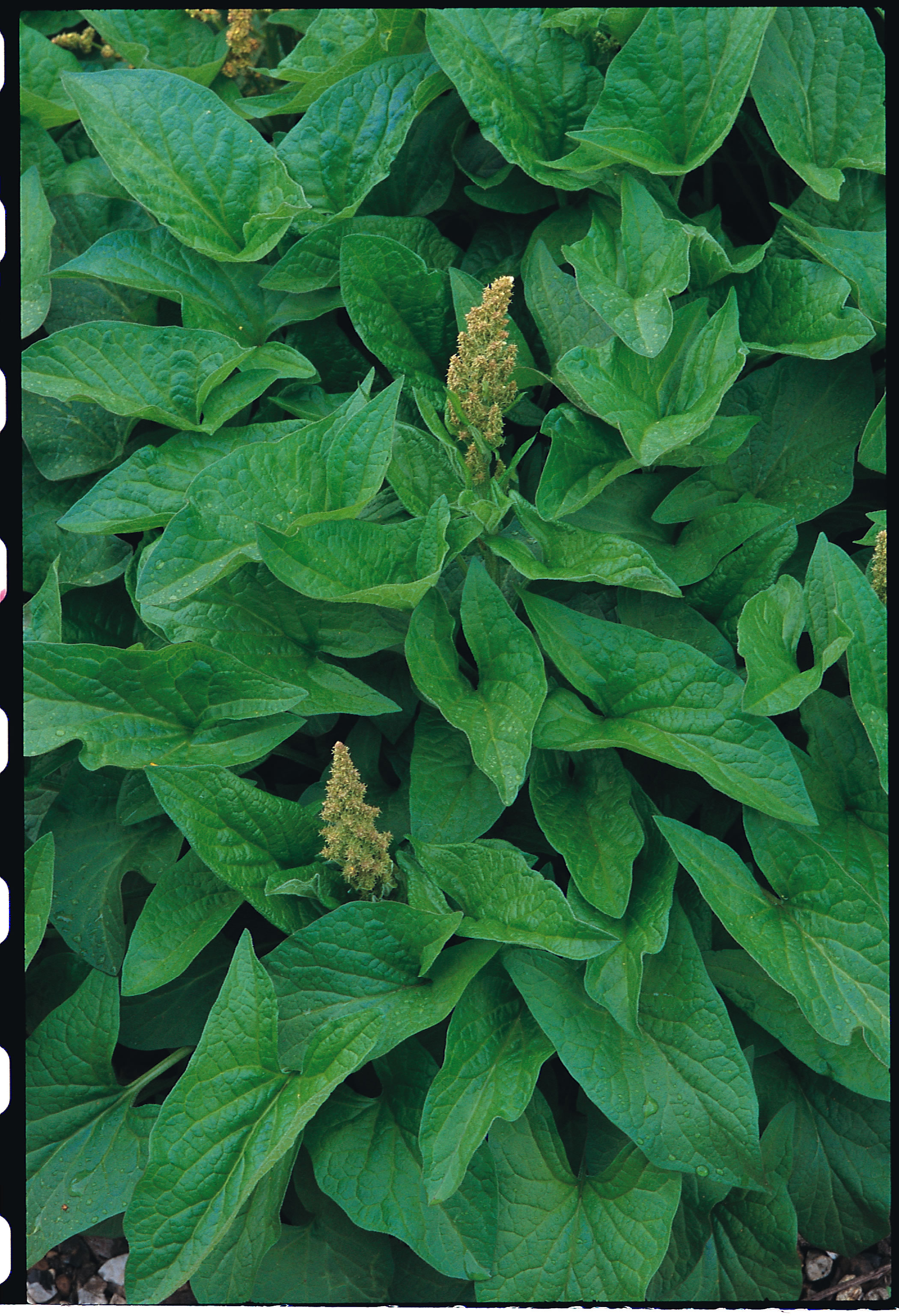 Guter Heinrich (Chenopodium bonus henricus)