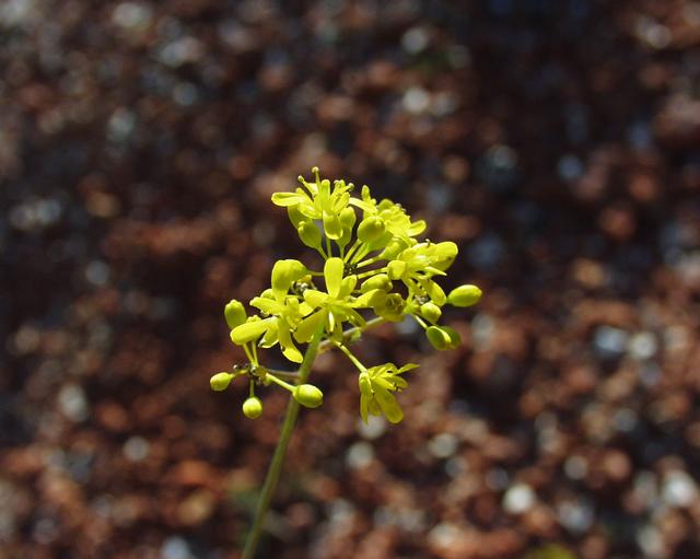 Färberwaid (Isatis tinctoria)