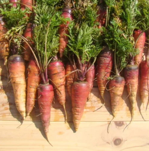 Frühe Karotte Rouge Sang