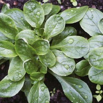 D´Etampes, Feldsalat