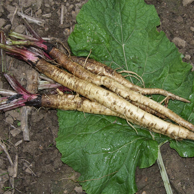 Klettenwurzel 'Tokinokawa Long'