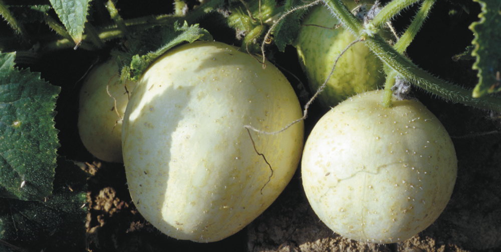 Crystal Apple, Gurke