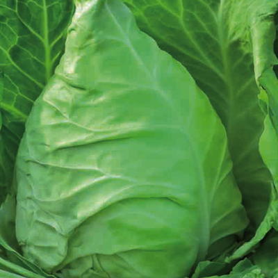 Spitzkohl, Weißkohl