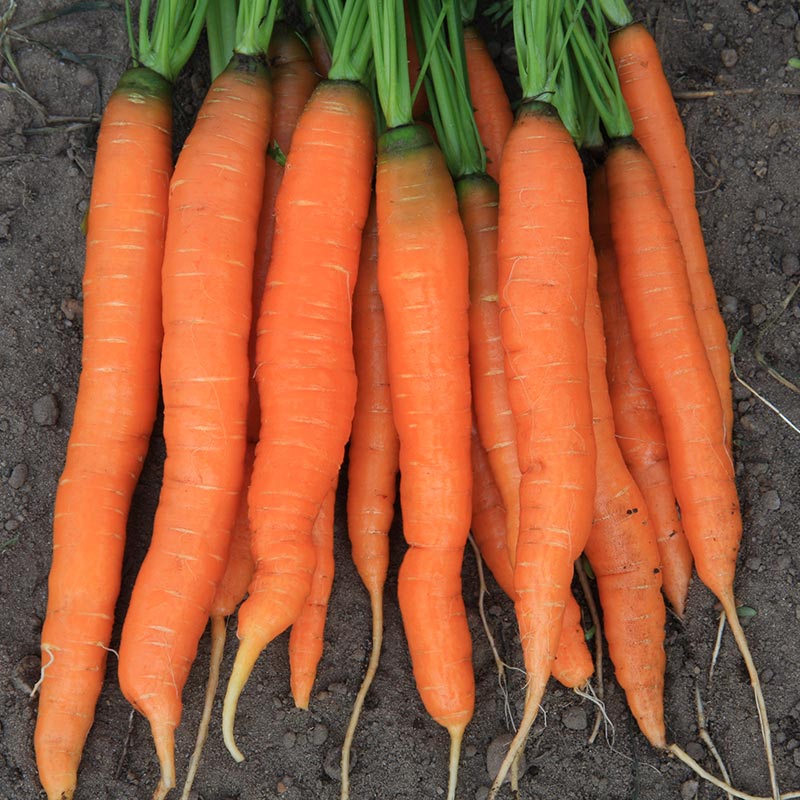 Frühkarotte Amsterdamer Treib