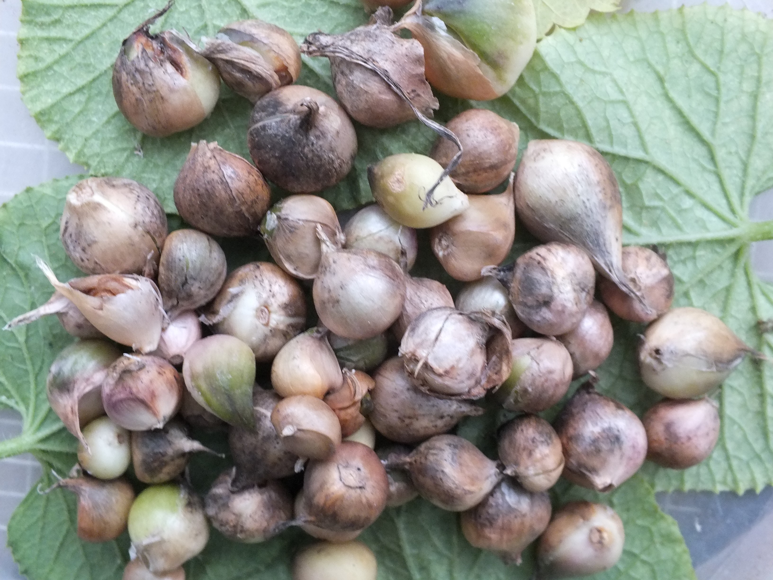 Knoblauch Provence-Brutzwiebelchen