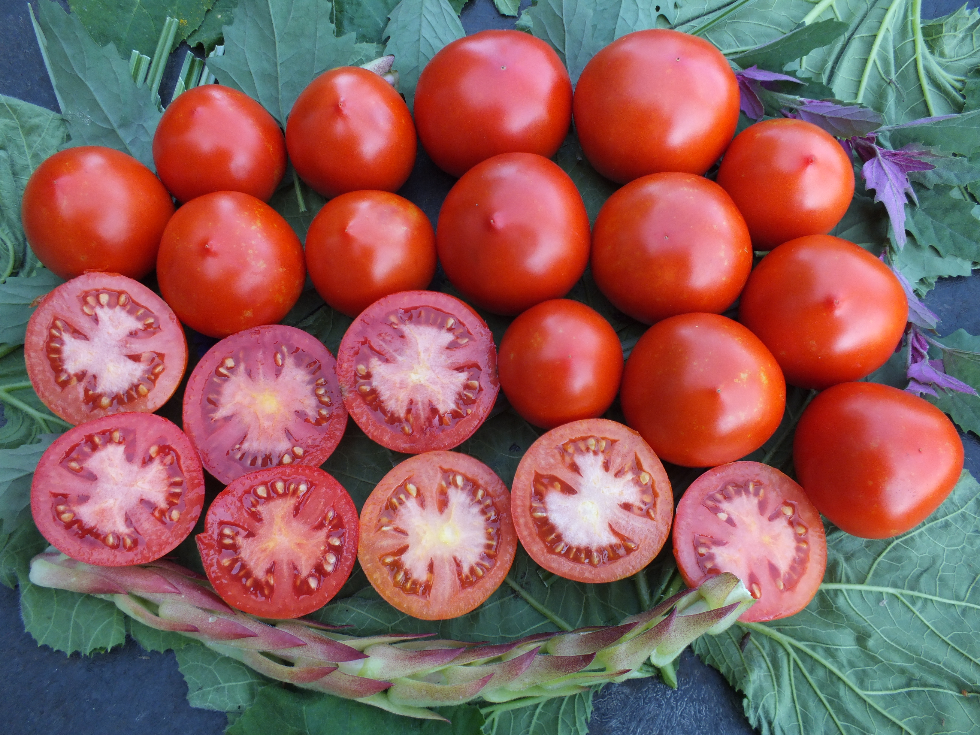 7-er Set Tomaten für die Topfkultur Angebot