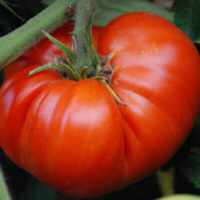 Tomate Ispolin