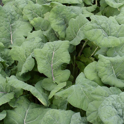 Grünkohl  Madeley (Brassica oleracea)