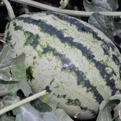 Wassermelone Orange Glow