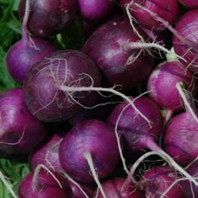 Radieschen Purple Plum