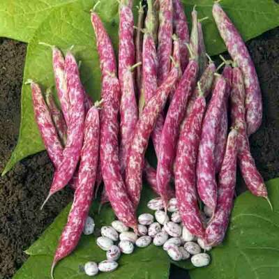 Coco de Prague (Buschbohne)