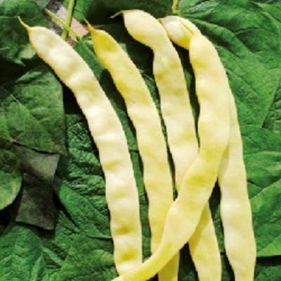 Goldfield (Buschbohne)