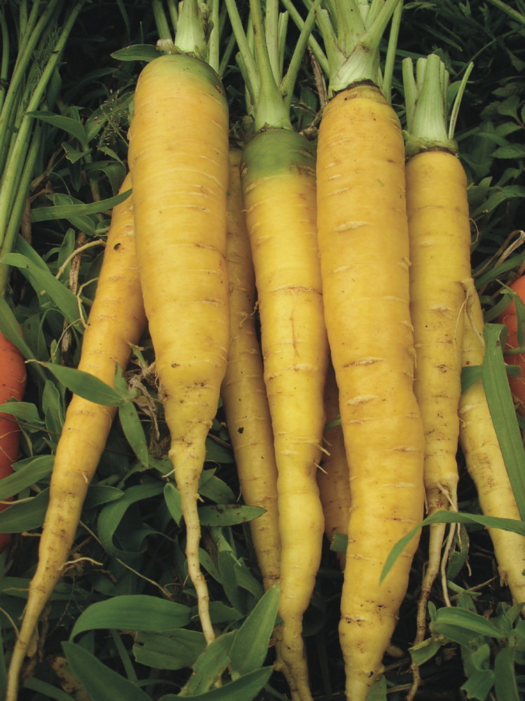 Gelbe aus Doubs, Karotte