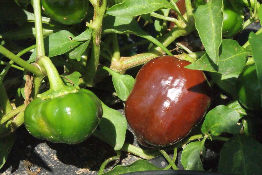Kleine runde Gemüsepaprika Miniature Chocolate Bell