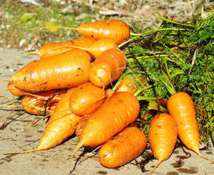 Chantenay, Babykarotte