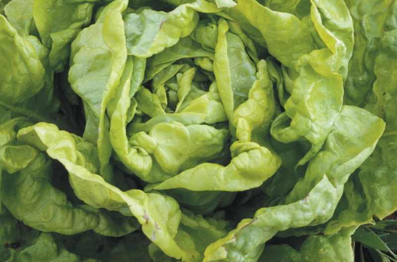 De Verrières, Winterkopfsalat