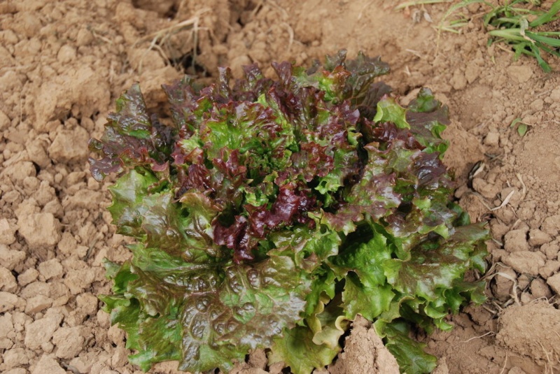 Gloire du Dauphiné, (Kronprinzen´s Ruhm) Bataviasalat