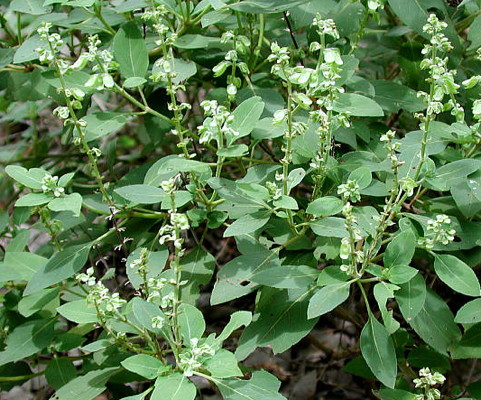 Basilikum Peru (Ocimum campechianum)-Angebot