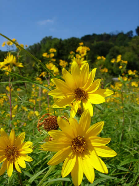 Sägezahn-Sonnenblume (Helianthus grosseserratus)
