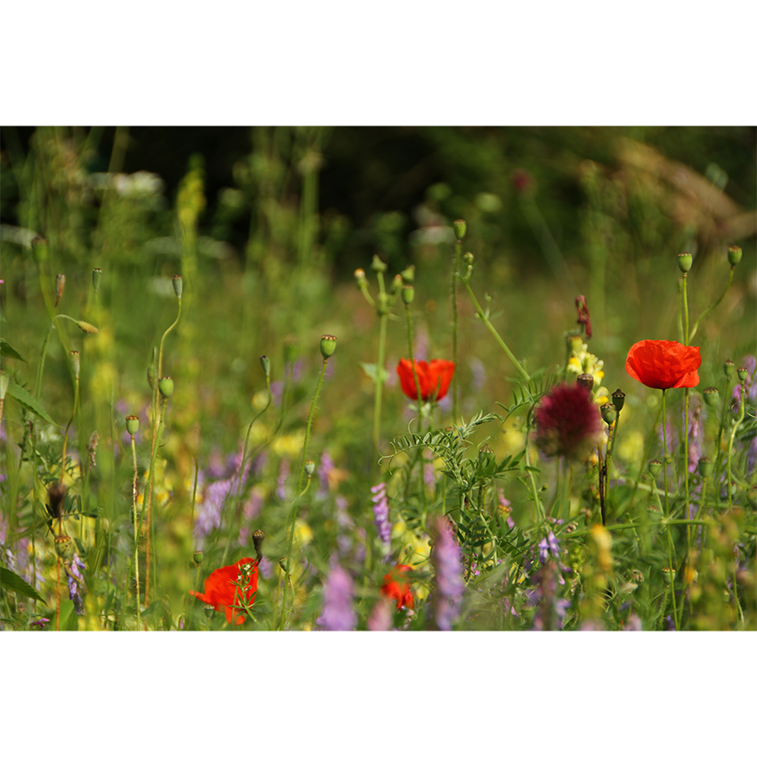 Blumenmischung ASTARTE Das bunte Feld