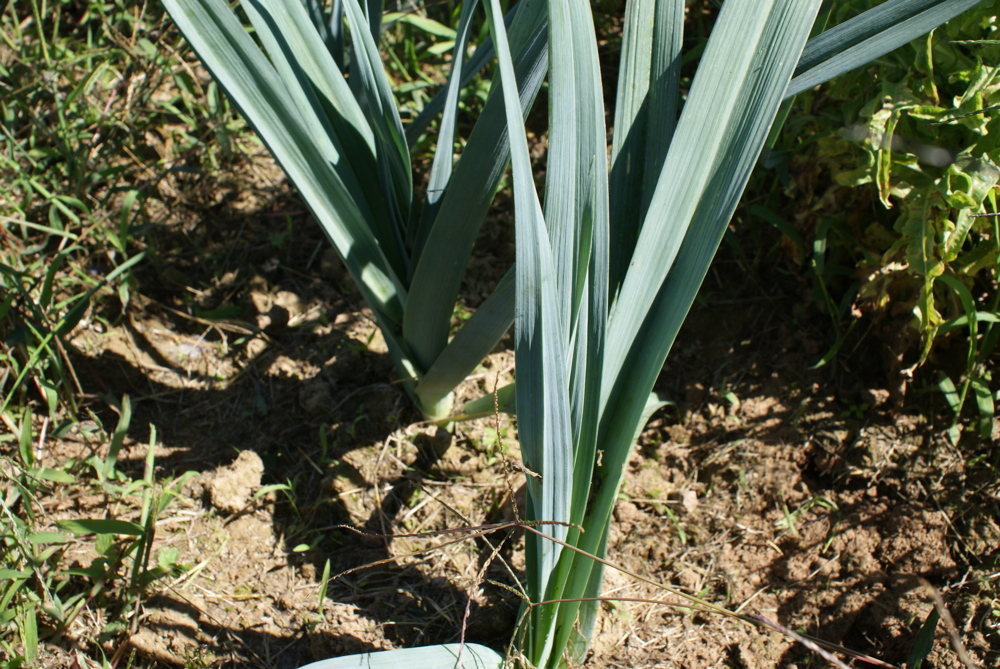 Bleu De Liege, Lauch
