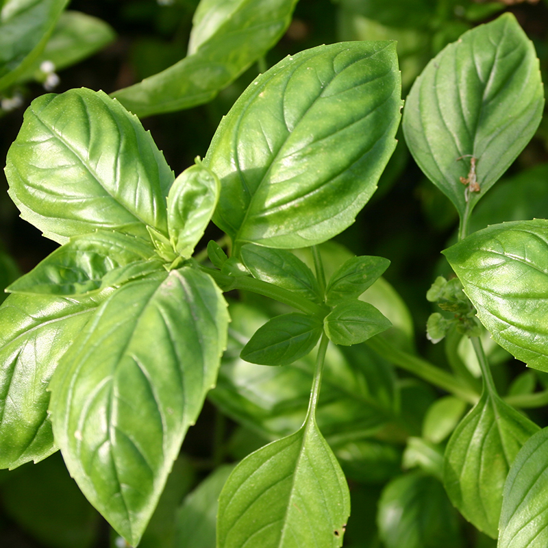 Basilikum Grüner Genoveser
