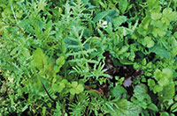 Misticanza Mixed Italian