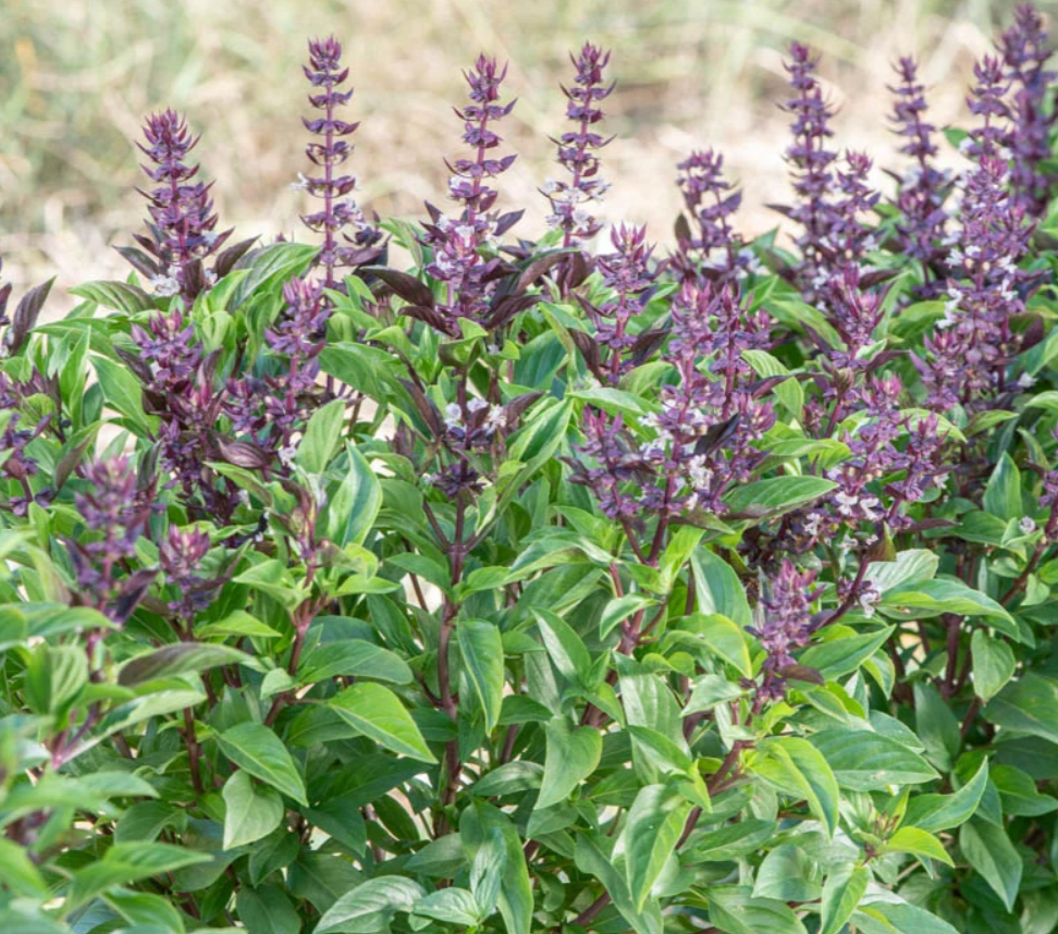 Basilikum, Queen of Sheba