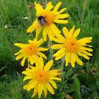 Arnica montana, Arnika, Bergwohlverleih