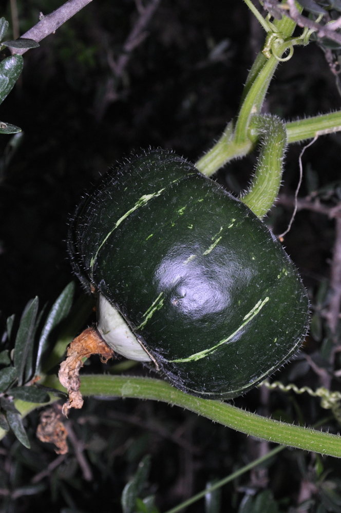 Buttercup Burgess, Lagerkürbis